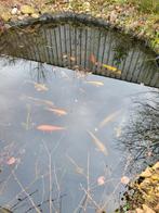 Plusminus 30 koi's, Dieren en Toebehoren, Karper of Koi