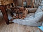 Shibu inu pups, Dieren en Toebehoren, Overige rassen, 8 tot 15 weken, Meerdere dieren, Eén hond