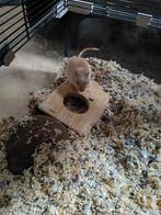 Gerbil Gerrit + kooi, Dieren en Toebehoren, Februari, Vrouwelijk, Rat