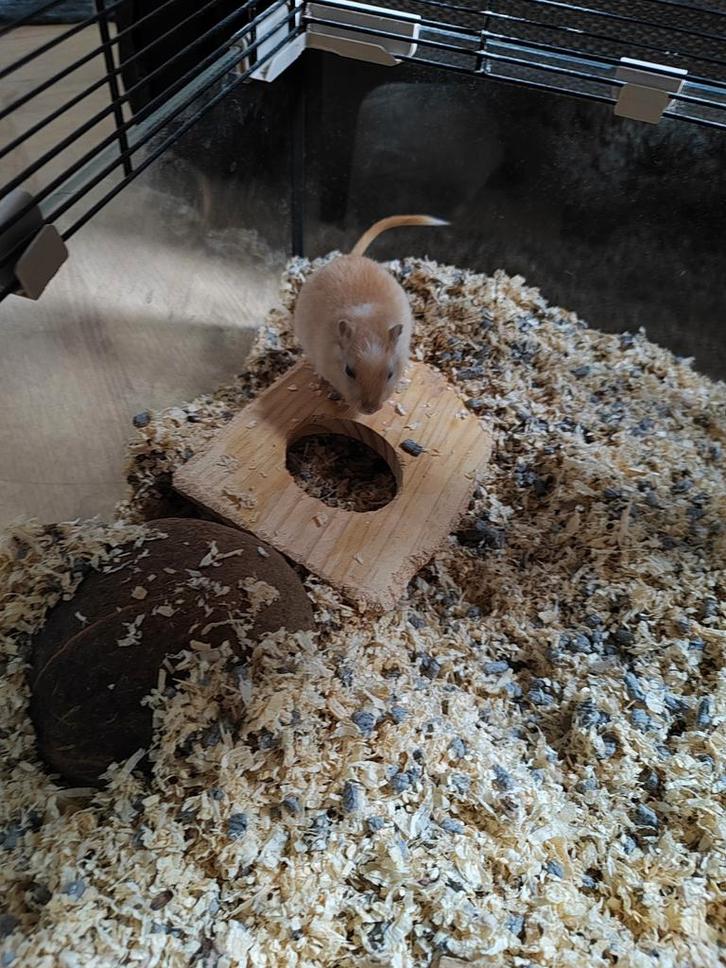 Gerbil Gerrit + kooi, Dieren en Toebehoren, Knaagdieren, Vrouwelijk, Rat, Februari