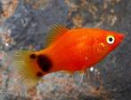 Mickey Mouse platy rood, Dieren en Toebehoren, Vis