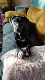 Lieve kruising jacht/ kudde hond teefje 7,5 mnd., 15 weken tot 1 jaar, Teef, Eén hond, Middel