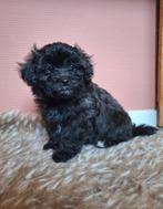 Mooie kleinblijvend maltipoo f1b reutje, Reu, 8 tot 15 weken, Eén hond, Klein