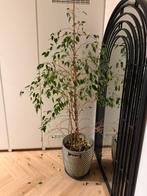 Groot plant gratis ophalen, Huis en Inrichting, Ophalen, Halfschaduw, 150 tot 200 cm