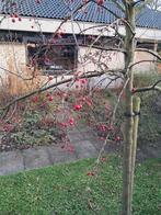 Sierappelboom Malus Mokum, Ophalen, Volle zon, Overige soorten, 250 tot 400 cm