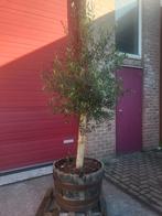 Olijf in houten wijnvat opruiming !!, Volle zon, 100 tot 250 cm, Zomer, Overige soorten
