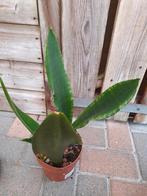 sansevieria met een mooi randje, Ophalen of Verzenden, Overige soorten, Minder dan 100 cm