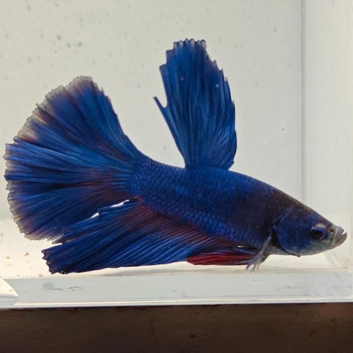 Betta splendens man 59, Dieren en Toebehoren, Vissen | Aquariumvissen, Vis