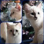 Ragdoll Kittens Zoeken Gouden Krabpaal met Liefdevol Pers, Meerdere dieren, Gechipt, 0 tot 2 jaar