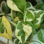 epipremnum n'joy stek, Ophalen of Verzenden, Halfschaduw, Minder dan 100 cm