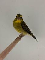 Zwavelgele dikbekcini - serinus sulphuratus, Mannelijk, Tropenvogel, Geringd