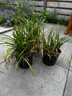 Lirope, Tuin en Terras, Planten | Tuinplanten, Ophalen of Verzenden