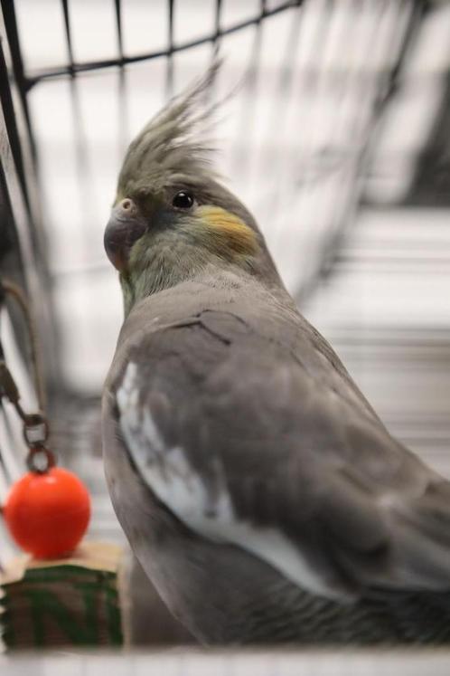 Knappe Jonge Baby Valkparkiet | Baby | Handtam, Dieren en Toebehoren, Vogels | Parkieten en Papegaaien, Parkiet, Meerdere dieren