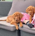 Heel lieve Vizsla pups, Dieren en Toebehoren, Particulier, Rabiës (hondsdolheid), 8 tot 15 weken, Buitenland