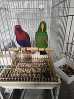 Koppel Edelpapegaaien, Meerdere dieren, Papegaai, Geringd