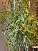 Gezonde Spiderplant Baby's, Tuin en Terras, Planten | Tuinplanten, Vaste plant, Bloeit niet, Halfschaduw, Ophalen