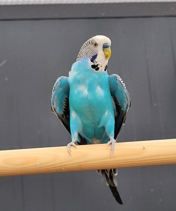 Trance zoekt een huisje! (grasparkiet), Dieren en Toebehoren, Vogels | Parkieten en Papegaaien, Parkiet, Mannelijk