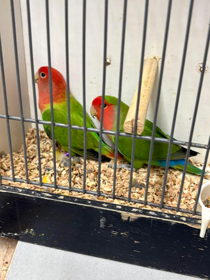 7groene langbevedere Roseicollis., Dieren en Toebehoren, Vogels | Parkieten en Papegaaien, Dwergpapegaai of Agapornis, Meerdere dieren