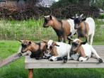 Dwergbokjes hoornloos, Dieren en Toebehoren, Schapen, Geiten en Varkens, Mannelijk, Geit, 0 tot 2 jaar
