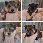 Unieke pomeriaan pups, Dieren en Toebehoren, Honden | Poolhonden, Keeshonden en Oertypen, Keeshond, 8 tot 15 weken, Geslacht onbekend
