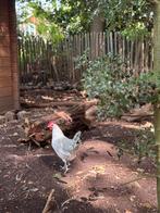3 Friese zilverpel hennetjes, Dieren en Toebehoren, Pluimvee, Vrouwelijk, Kip