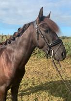 Top brave bomproof zwarte ruin!! Ook betuigd, Dieren en Toebehoren, Pony's, Ruin, Zadelmak, 3 tot 6 jaar, Gechipt