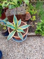 Mooie agave, met stek., Tuin en Terras, Planten | Tuinplanten, Ophalen of Verzenden, Bloeit niet, Overige soorten, Volle zon