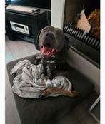 Amerikaanse stafford / labrador 6.5 jaar reu, Dieren en Toebehoren, Honden | Bulldogs, Pinschers en Molossers, 6 jaar of ouder