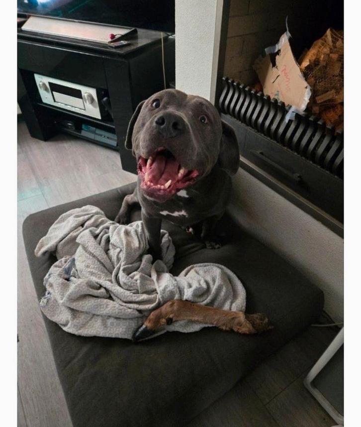 Amerikaanse stafford / labrador 6.5 jaar reu, Dieren en Toebehoren, Honden | Bulldogs, Pinschers en Molossers, Reu, Bulldog, Particulier