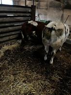 2 dikbil stieren, Dieren en Toebehoren, Mannelijk, 0 tot 2 jaar