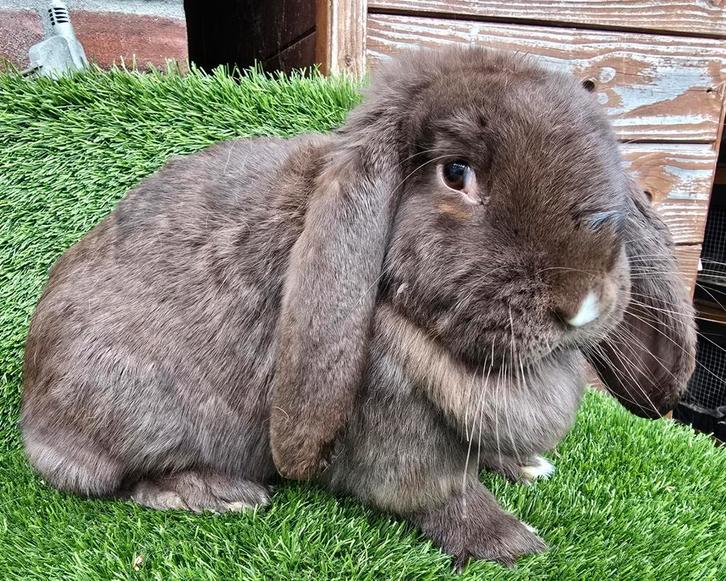 FRANSE HANGOOR VOEDSTER, Dieren en Toebehoren, Konijnen, Groot, Vrouwelijk, 0 tot 2 jaar, Hangoor