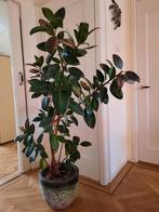 Ficus Elastica, incl potten, 1 of 2 planten, Ophalen of Verzenden, Ficus, Halfschaduw, Minder dan 100 cm