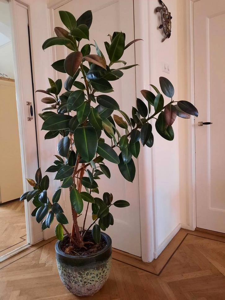 Ficus Elastica, incl potten, 1 of 2 planten, Huis en Inrichting, Kamerplanten, Ficus, Minder dan 100 cm, Halfschaduw, Ophalen of Verzenden