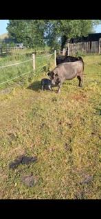 Te koop Dohamay 2 koeien 1 kalf 1 dekstier en 6 waghuy 1 st, Dieren en Toebehoren, Runderen, Meerdere dieren