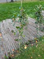 Hedera Klimop Planten - 25 stuks, Vaste plant, Ophalen of Verzenden, Halfschaduw, Klimplanten