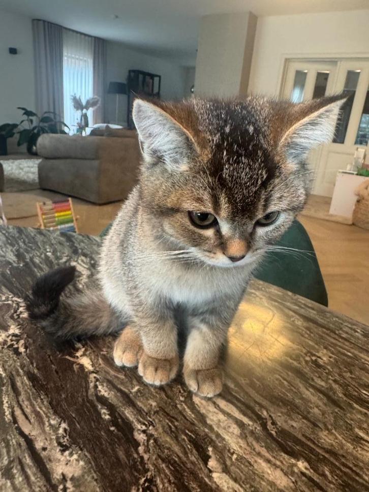 Kitten Britse Korthaar, Dieren en Toebehoren, Katten en Kittens | Raskatten | Korthaar, Poes, 0 tot 2 jaar, Ontwormd, Ingeënt