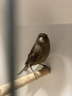 Mozaïek pop, Dieren en Toebehoren, Vrouwelijk, Kleurkanarie