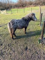Appalosa zwart panterbont en wit palmolino hengst, Dieren en Toebehoren, Pony's, Merrie, A pony (tot 1.17m), Met stamboom, 7 tot 10 jaar