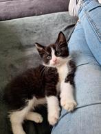 Halve maincoon kittens, Dieren en Toebehoren, Katten en Kittens | Overige Katten, Meerdere dieren