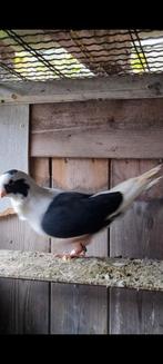 Duiven te koop man, Mannelijk, Overige soorten