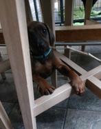Donkere Rhodesian Ridgeback pup is 8 weken, mag nest verlate, Dieren en Toebehoren, Honden | Setters en Staande honden, CDV (hondenziekte)