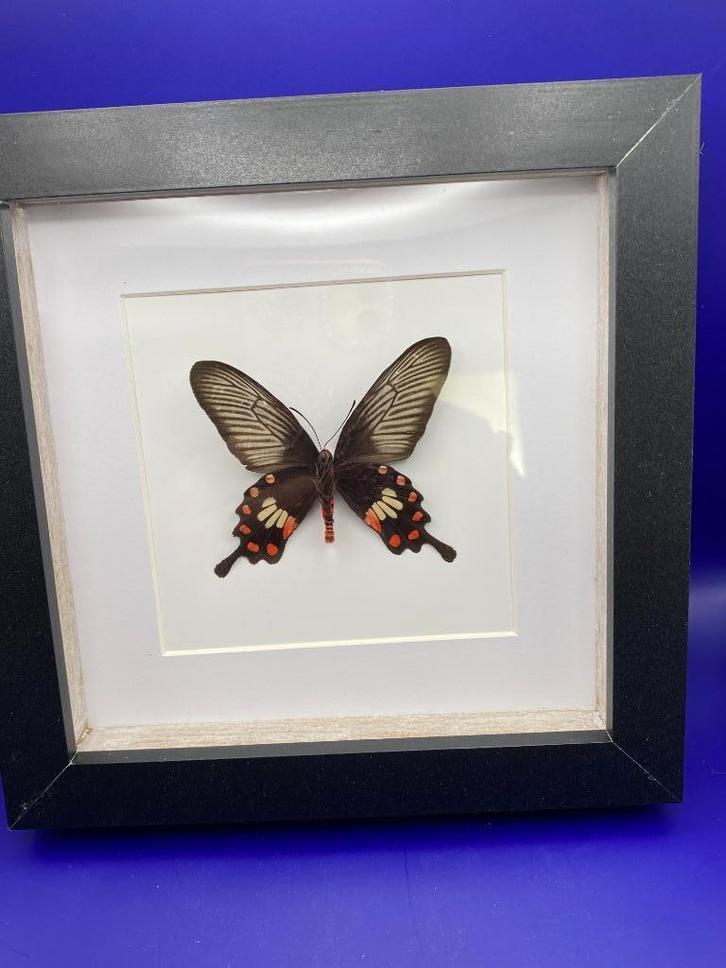vlinder Pachiliopta Aristolochiae, Verzamelen, Dierenverzamelingen, Nieuw, Opgezet dier, Insect, Ophalen of Verzenden