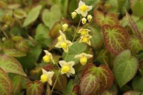 Epimedium, Tuin en Terras, Planten | Tuinplanten, Vaste plant, Bodembedekkers, Halfschaduw, Lente, Ophalen