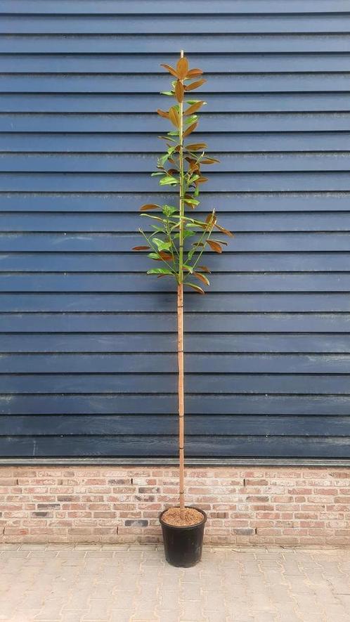 Magnolia Grandiflora 🌿 Groenblijvend🌱, Tuin en Terras, Planten | Bomen, Overige soorten, Volle zon, Ophalen