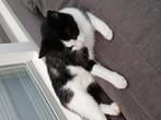 Poes en 2 kittens, Dieren en Toebehoren, Poes