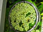 Drijfplantjes, Dieren en Toebehoren, Vissen | Aquaria en Toebehoren, Ophalen of Verzenden, Zo goed als nieuw