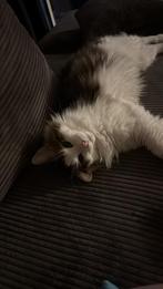 Lieve kat, Dieren en Toebehoren, Katten en Kittens | Raskatten | Langhaar, Kater, Gechipt, 3 tot 5 jaar