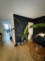 Prachtige Strelitzia (Paradijsvogelplant), Huis en Inrichting, Kamerplanten, Ophalen, 200 cm of meer, Overige soorten, Halfschaduw