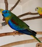 Turquoisine parkieten - zuiver wildkleur, Dieren en Toebehoren, Vogels | Parkieten en Papegaaien, Meerdere dieren, Parkiet