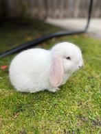Schattige raszuivere Minilop konijntjes met blauwe oogjes, Dieren en Toebehoren, Konijnen, Meerdere dieren, Middelgroot, 0 tot 2 jaar
